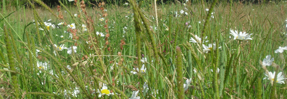 The Wildflower Meadow