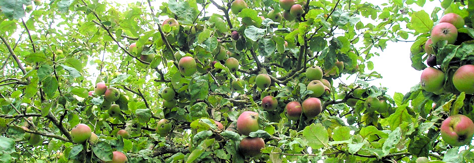 Apples