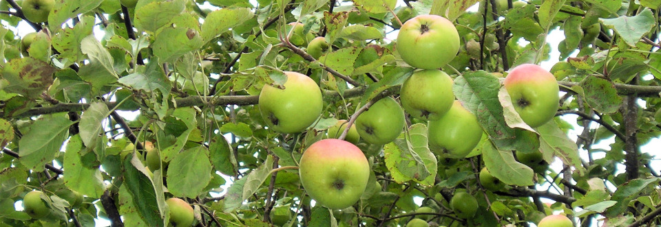 Apples and Pears