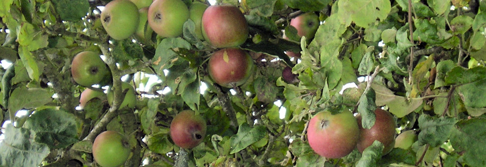Apples