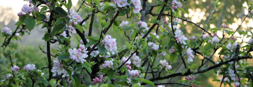 Apple Blossom