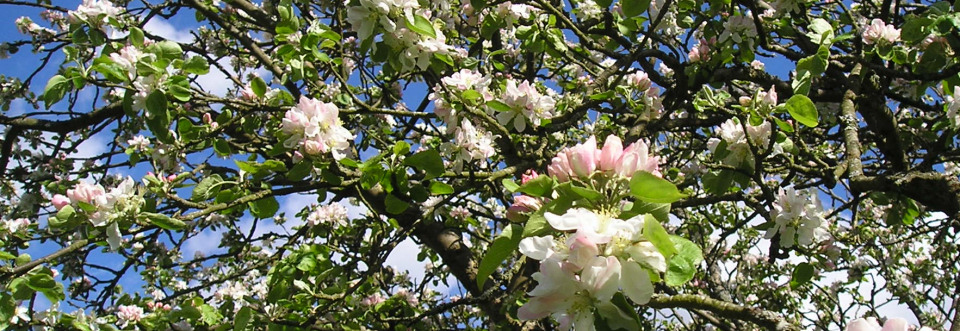 Apple Blossom