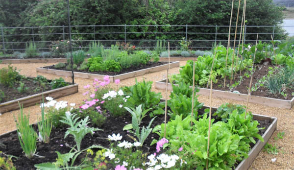 A tidy vegetable garden