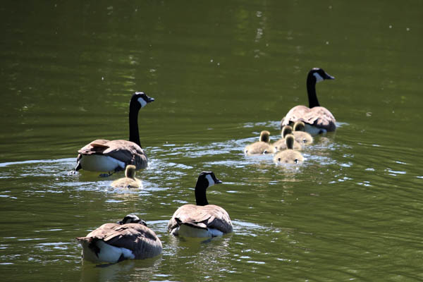 Canada goose family