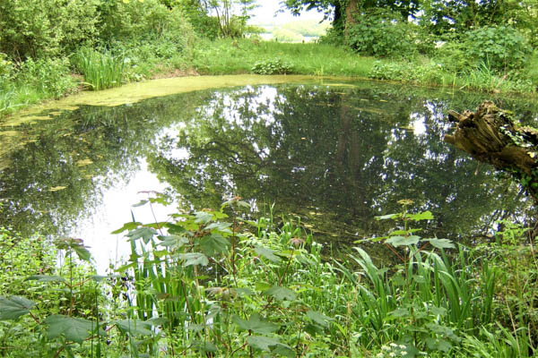 Tranquil pond
