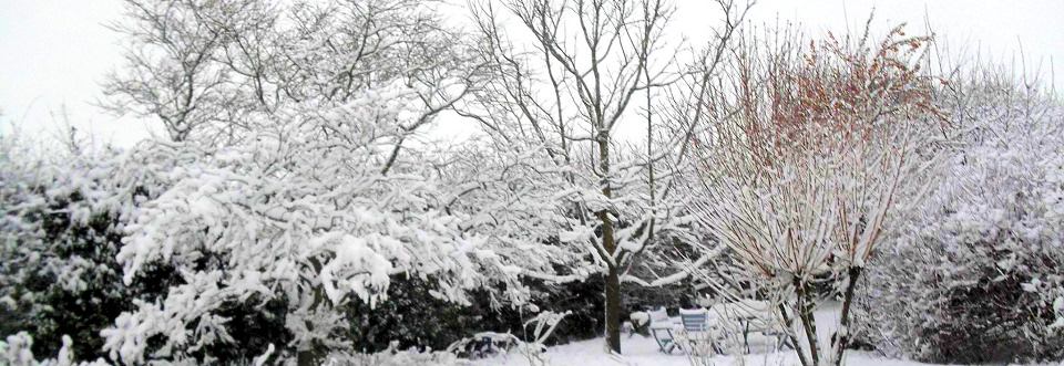 Garden in Winter