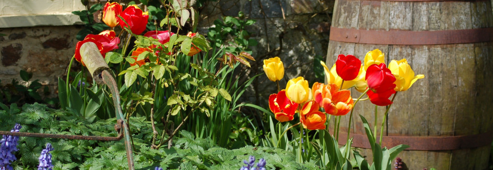 The Joy of Bulbs