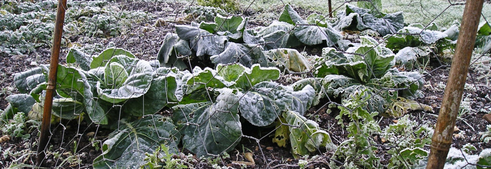 Gardens in Winter