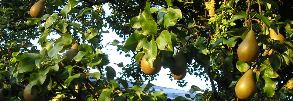 Pears