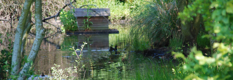 Pond