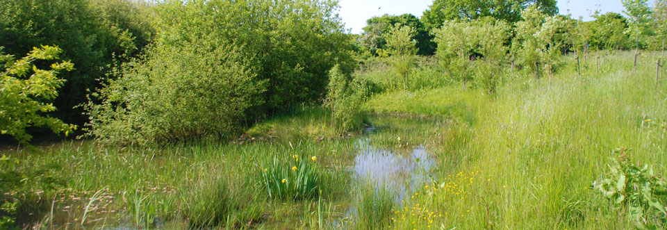 Pond