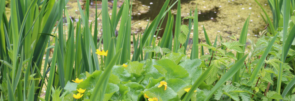 Wildlife Pond