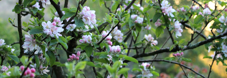 Gardens in Spring