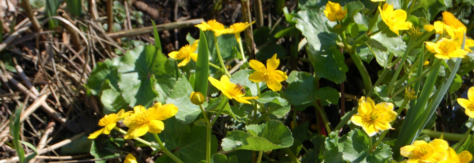 Gardens in Spring