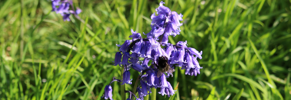 Gardens in Spring