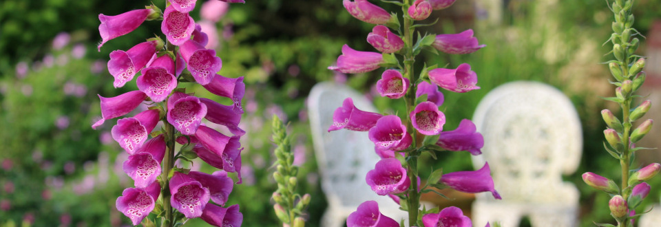 Gardens in Summer