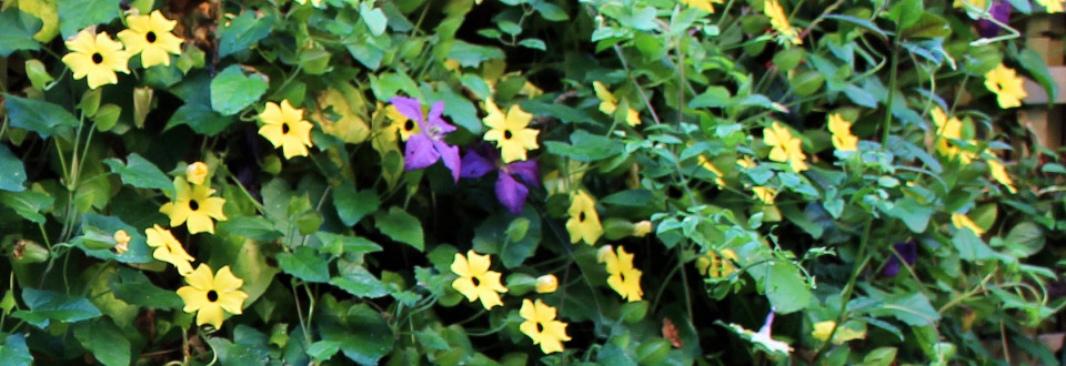 Gardens in Summer