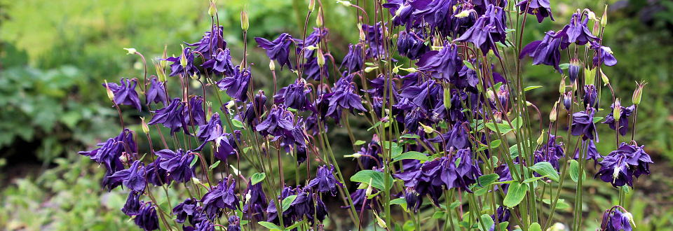 Gardens in Summer