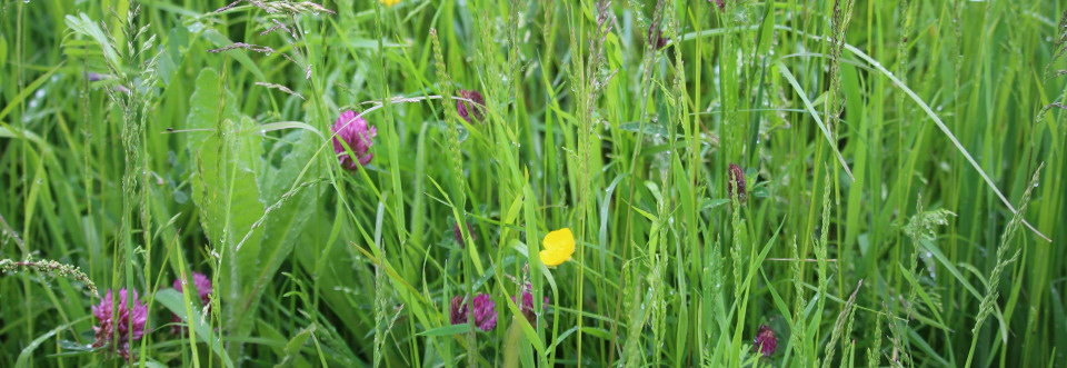 The Wildflower Meadow