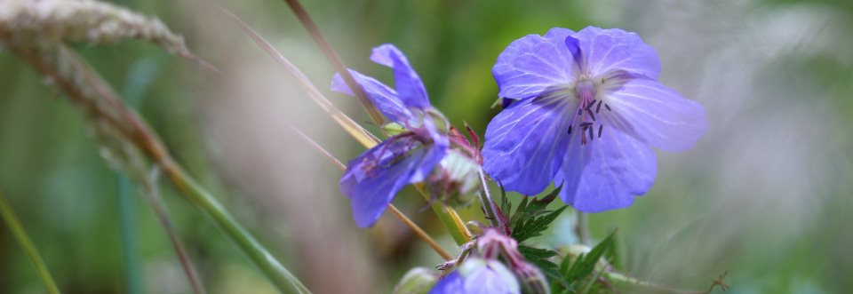 The Wildflower Meadow