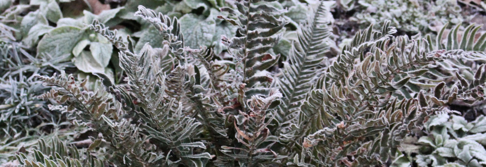 Gardens in Winter